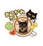 うちの犬2((ココア（個別スタンプ：12）