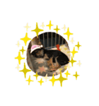 うちの犬2((ココア（個別スタンプ：13）