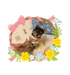 うちの犬2((ココア（個別スタンプ：15）