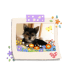 うちの犬2((ココア（個別スタンプ：16）