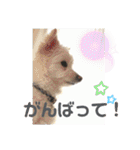 ぽーたんぷ  2（個別スタンプ：17）