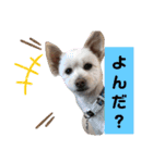 ぽーたんぷ  2（個別スタンプ：35）