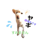 ぽーたんぷ  2（個別スタンプ：39）