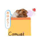 大好きなこむぎ‪♡（個別スタンプ：1）