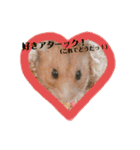 大好きなこむぎ‪♡（個別スタンプ：20）