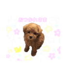 トイプードル バニラちゃん（個別スタンプ：1）