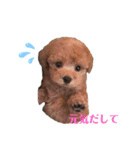 トイプードル バニラちゃん（個別スタンプ：2）