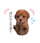 トイプードル バニラちゃん（個別スタンプ：3）