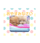 アンジュ＆オト（個別スタンプ：4）