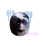 ぶさかわペコpart3（個別スタンプ：4）