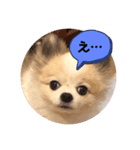 ハッピーのてへへ日常スタンプ（個別スタンプ：3）