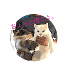 おNEKOちゃん（個別スタンプ：3）