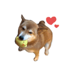 柴犬ハナ様（個別スタンプ：3）