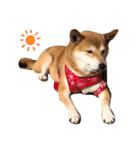 柴犬ハナ様（個別スタンプ：4）