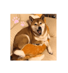 柴犬ハナ様（個別スタンプ：5）