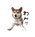 柴犬ハナ様（個別スタンプ：6）