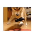 柴犬ハナ様（個別スタンプ：7）
