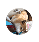 柴犬ハナ様（個別スタンプ：8）