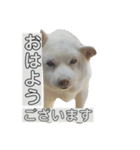 白柴しろまる。その2（個別スタンプ：1）