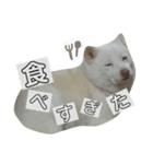 白柴しろまる。その2（個別スタンプ：4）
