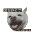 白柴しろまる。その2（個別スタンプ：13）
