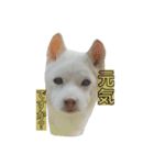 白柴しろまる。その2（個別スタンプ：14）