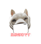 白柴しろまる。その2（個別スタンプ：17）