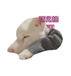 白柴しろまる。その2（個別スタンプ：18）