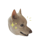 白柴しろまる。その2（個別スタンプ：21）