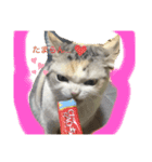 わが家の猫姫（個別スタンプ：1）
