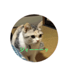 わが家の猫姫（個別スタンプ：2）