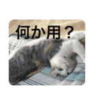 わが家の猫姫（個別スタンプ：3）