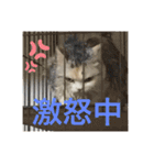 わが家の猫姫（個別スタンプ：4）