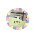 わが家の猫姫（個別スタンプ：5）