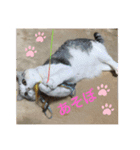 わが家の猫姫（個別スタンプ：6）