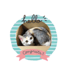 わが家の猫姫（個別スタンプ：10）