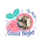 わが家の猫姫（個別スタンプ：11）