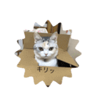 わが家の猫姫（個別スタンプ：12）