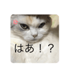 わが家の猫姫（個別スタンプ：14）