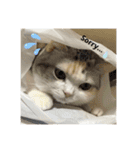 わが家の猫姫（個別スタンプ：15）