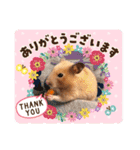 さんちゃん ハムスター（個別スタンプ：4）