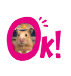 さんちゃん ハムスター（個別スタンプ：5）