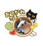 さんちゃん ハムスター（個別スタンプ：17）