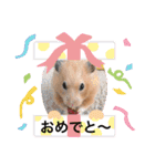 さんちゃん ハムスター（個別スタンプ：21）