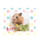 さんちゃん ハムスター（個別スタンプ：22）