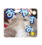 moka52100202（個別スタンプ：3）