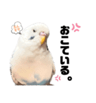 しらすとゆかいな仲間たちのスタンプ（個別スタンプ：5）