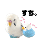 しらすとゆかいな仲間たちのスタンプ（個別スタンプ：8）