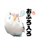 しらすとゆかいな仲間たちのスタンプ（個別スタンプ：19）