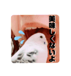 しらすとゆかいな仲間たちのスタンプ（個別スタンプ：21）